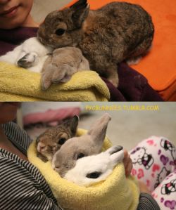 pycbunnies:  Player 3 has joined the burrito
