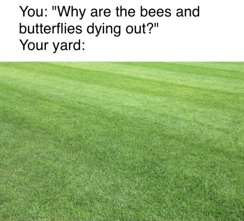 headspace-hotel:headspace-hotel:headspace-hotel:i need y'all to steal and repost my anti-lawn memes to as many pinterest boards and facebook pages as possible wait is there like a lawn care subreddit 