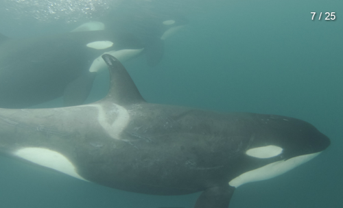 theincredibleorca: arlluk: kohola-kai: Underwater images of Japanese resident Orca, captured by n