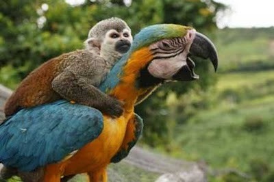 magica-tenore-regina:  twapa:  sitta-pusilla:  sitta-pusilla:  girlslikegirlsalmighty:  how do parrots talk that’s so scary  I have So Much to say about this topic  Now that I have time… I like to ask people why they think it is that chimpanzees–our