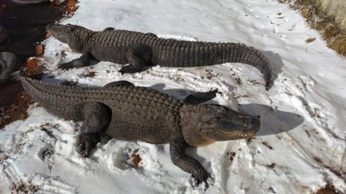 Snow gators @coloradogatorfarm #colorado #coloradogatorfarm #coloradogators #alligator #gators #rept