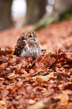 daily owls