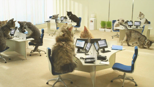 symbear:  Tech Support. 