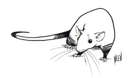 theserestlesshands:  An assortment of rats