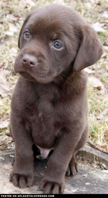 aplacetolovedogs:  A chocolate Labrador Retriever,