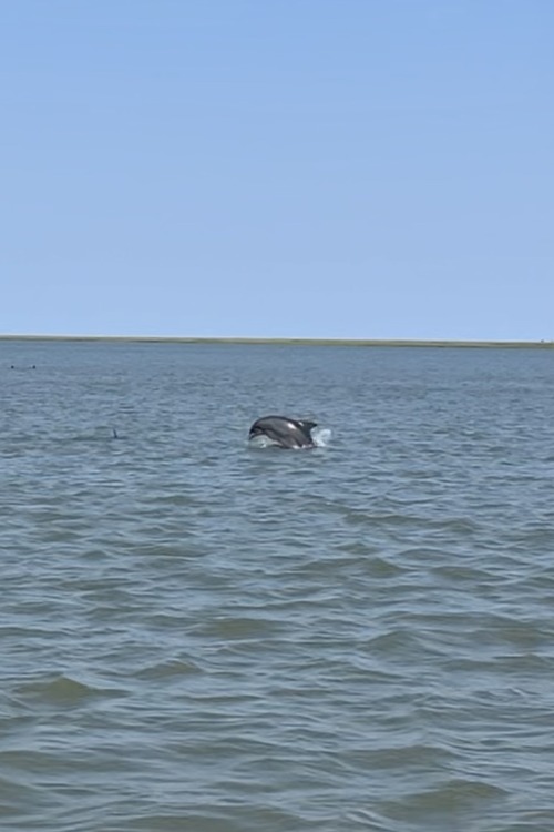 There Is Rarely A Day Out On The Water In McClellanville That I Do Not See A Few Pods Of Dolphins. This