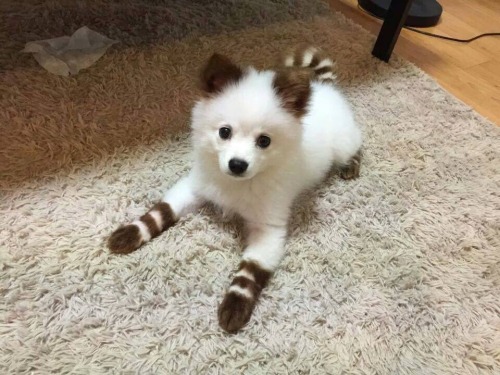 karlos86:colourmeinkxndness: What do you mean this puppy isn’t wearing socks?You seem&hel