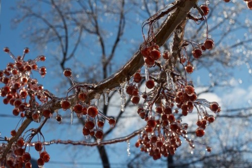 behind-the-musgo:  Frozen cherry 