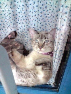 derpycats:  Peyton in her ‘hammock’: she’d squish herself between the door and the curtain and watch the birds in the garden.