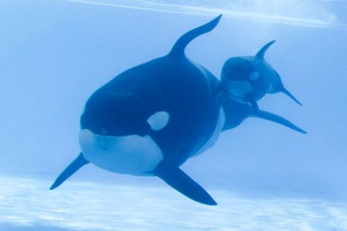 Gender: MalePod: N/APlace of Capture: Born at SeaWorld of FloridaDate of Capture: Born October 9, 20