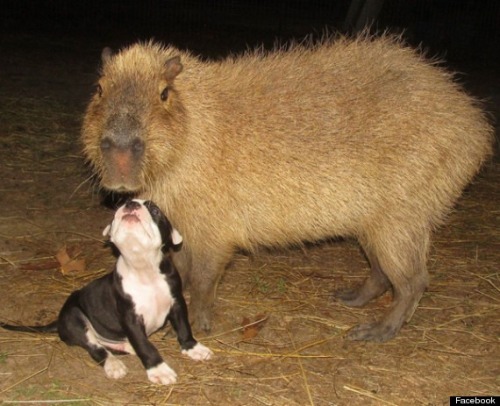 bitchmobsentai:Capybaras are apparently the chill bro homies of nature, hanging out with everyone.