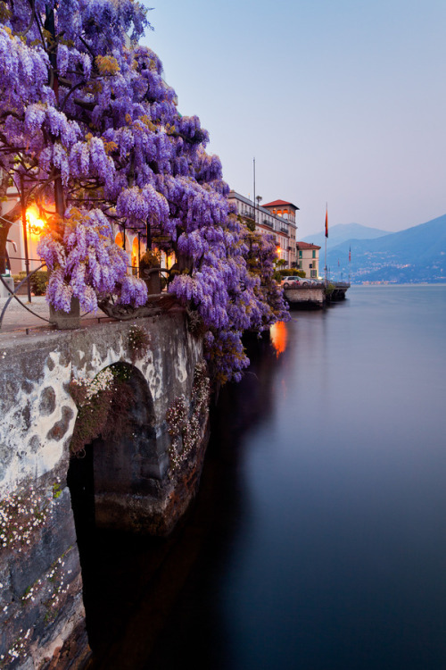 accras:  Wisteria, Lake Como, Italy     