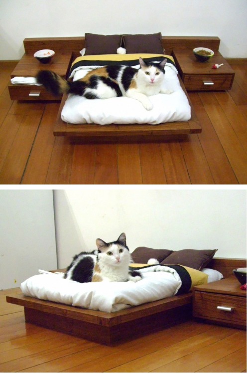 ball-deep: this cat has a better bedroom than I do