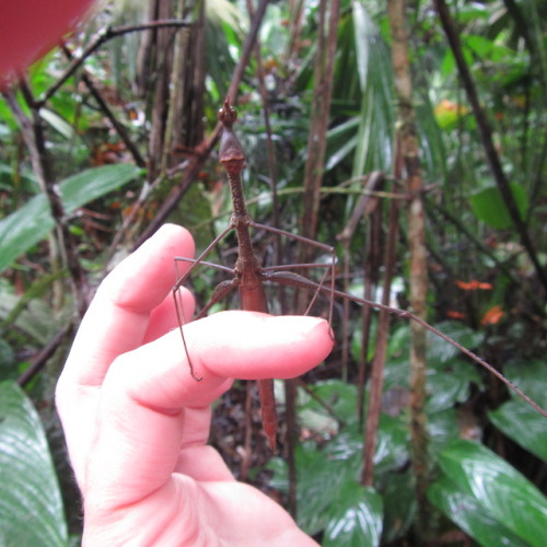 buggirl: What a goofy looking dork- Proscopiid jumping stick.  Jatun Sacha Ecuador