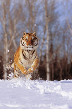 beautiful-wildlife:  Siberian Tiger by John Hyde - Printscapes