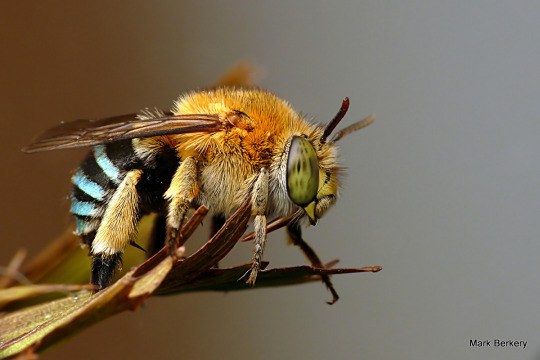 beerightsactivist: skippercifer:  sexyrobutts:  beerightsactivist:  kingsofapathy:  koiotchka:  beerightsactivist:  teacupsandcyanide:  beerightsactivist:  dark bee tumblr show me the forbidden bees   this is the masked bee! she has no friends and hates