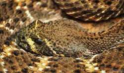 howtoskinatiger:  Rattlesnake by M. Fitzsimmons
