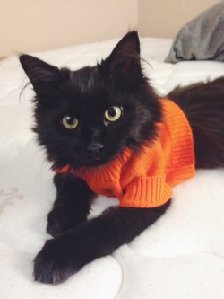 10knotes:  I put a sweater on my kitty today. She looks like Velma. you are making me so happy right now  Featured on a 1000Notes.com blog