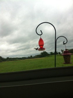isthisanagate:  We feed the hummingbirds at work.