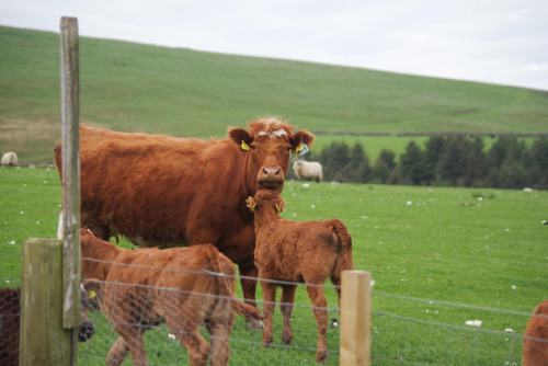 @thejunesky there’s a calf party at the back fence this evening! That second person is a 