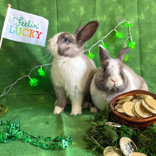 aww-cute-animals:Happy St. Patrick’s Day! Love, Lilith & Bowie