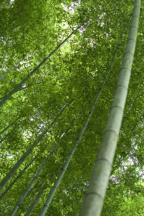 by NikonD7100 in Kyoto Japanwww.instagram.com/totophotopot/