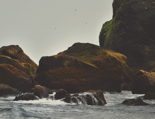 redcapcards:  Beautiful! teaganwhite:  iceland is a beautiful place that you should totally visit if you like seabirds, moss, impressive bodies of water, and the vague feeling of perpetually being haunted by something vast and unknowable.  here are a