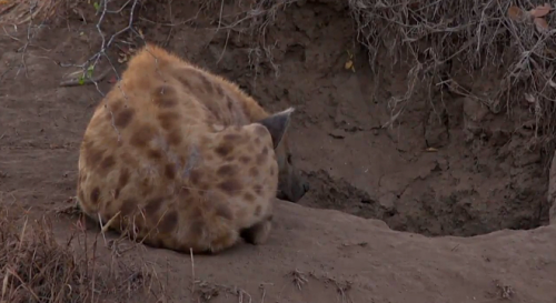 phoenixsparks: melancholyprince: finally got to see one of Gwen’s cubs on the safariLIVE strea