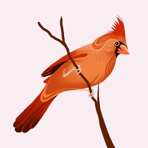 I found out my boss (our art director) has never seen a cardinal in person. We talk about birds pret