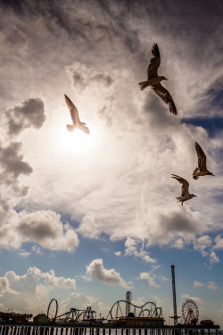 plasmatics-life:  Swarming Gulls ~ By Mabry Campbell 