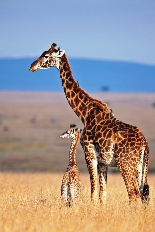Baby giraffe with mom and birds by Roman Murushkin