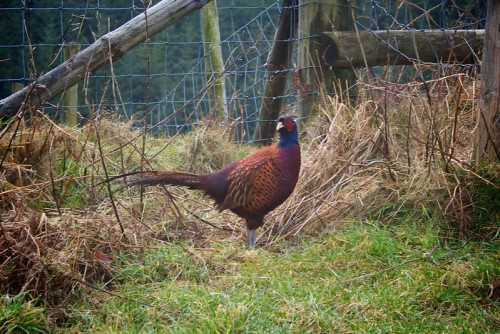 Common Pheasant (Phasianus colchicus) in Exmoor, UKby Alexander Baxevanis