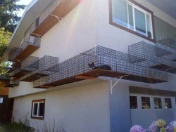 renmaxwell: sixpenceeeblog: This house owner built an awesome outdoor cat run.  This. I want this.   @all-mighty-powerful-poopie