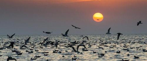 Gabbiani nel mare di SiciliaSe tu fossi un fiore io sarei la terra che nutrirebbe le tue radici, il 