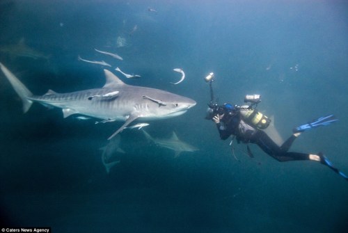 the-shark-diary-blog - The Shark Diary's