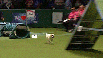 tastefullyoffensive:  Olly got a little over-excited during his agility competition