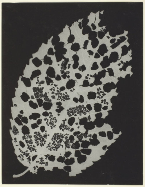 Dead Leaf. Man Ray. 1926. Gelatin silver photogram.