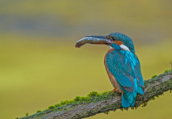 kingfisher (by den9112)