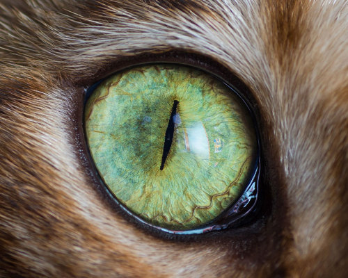 un-cerebro-hambriento:  Ojos de gatos, por Andrew Marttila.