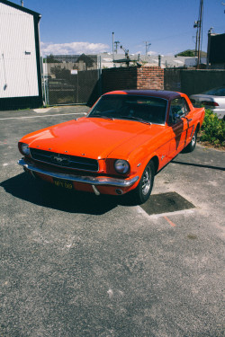 jewcy-j:   stang x screwback  