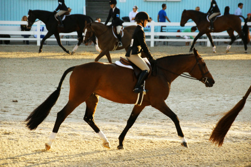 twohearts-onemind: Junior Hunter FlatsDevon 2015