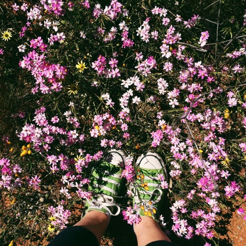 Wild flower season 