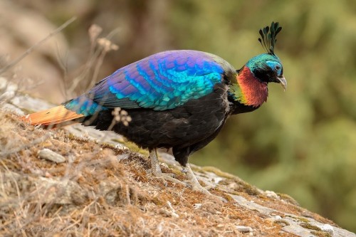 fascinator-birds:Himalayan Monal (Lophophorus impejanus) © Kris Blachowiak