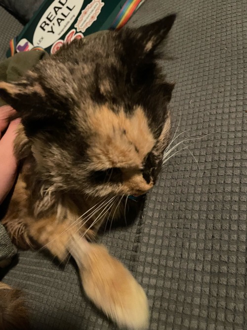 TW: Pet Death