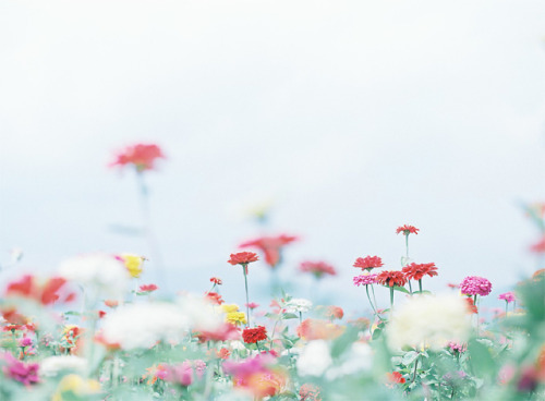 kiramiso:flowers (by shabon*)