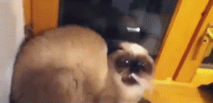 chicanahorrorstory:When you’re smoking your last cigg and people ask for one. 