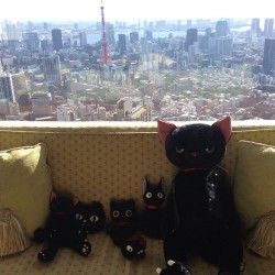 bigbaldhead:  thankyoujapan!  CATATTACK.