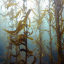 macrocystis