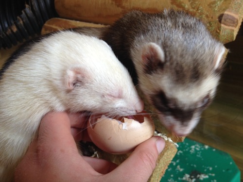 Lured from slumber by the power of egg. Buster, Bella and Don.