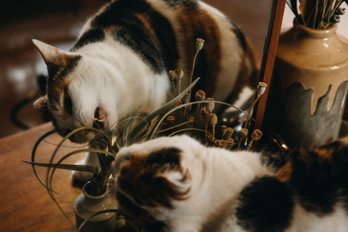 cats attack..